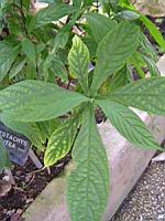 Pachystachys Lutea (Perou) (fam Acanthacees) (04) (Photo F. Mrugala)